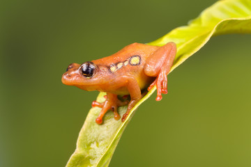 Sitting Golden sedge frog