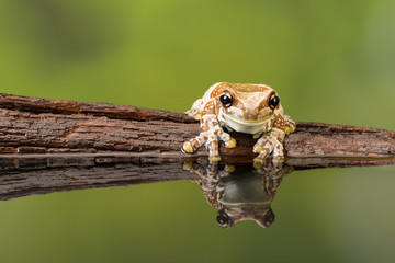 Reflected Amazon milk frog on wood
