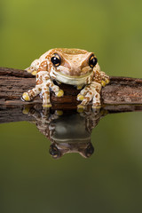 Amazon milk frog reflected in green water