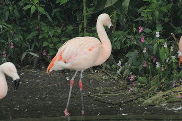 Flamingo