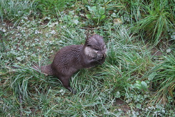 Otter