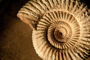 Ammonite background