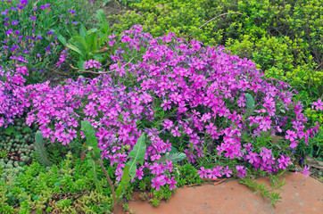 Bloming pink flowers in garden 