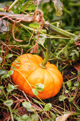 Pumpkin growing