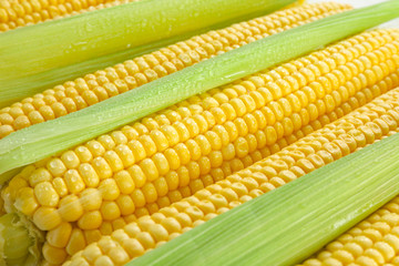 Fresh corn cobs, closeup