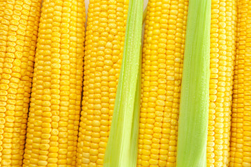 Fresh corn cobs, closeup