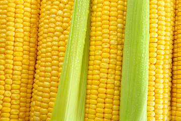 Fresh corn cobs, closeup