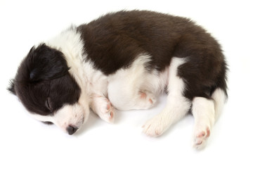 Sleeping border collie puppy