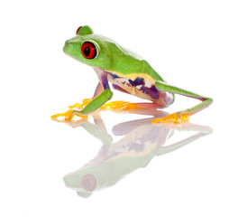 Red eyed frog isolated