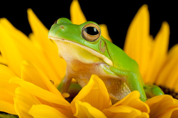Tree frog on a flower