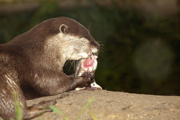 Obraz premium Otter eating fish