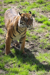 Sumatra-Tiger (Panthera tigris sumatrae)