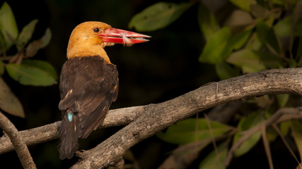 Brown winged kingfisher