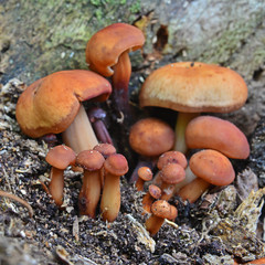 gymnopus fusipes mushroom