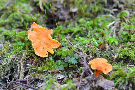 cantharellus friesii mushroom