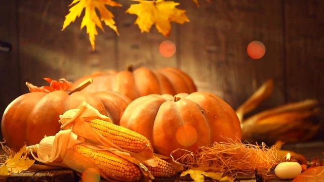 Thanksgiving Day background. Wooden table decorated with pumpkins and corncobs. 4K UHD video footage. Ultra high definition 3840X2160