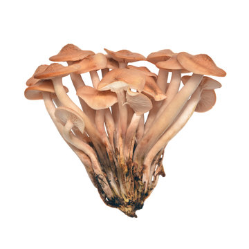 armillaria tabescens mushroom