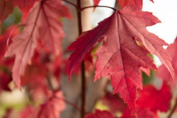 Close up on a group of red leaves at the start of Autumn