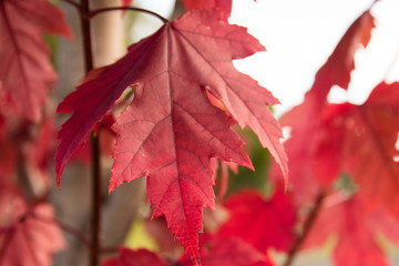 Close up of a beautiful red autumn leaf