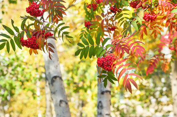 Autumn bright landscape with branches of red rowan