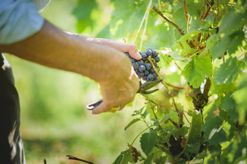 Senior older man's hands cutting and harvesting grapes in his vineyard