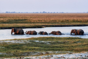 Elephant in Botswana