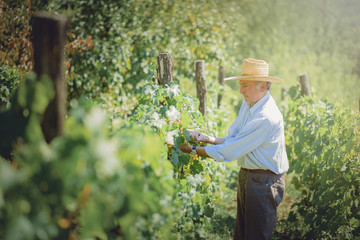 Senior old man harvesting grapes and maintaining his vineyard