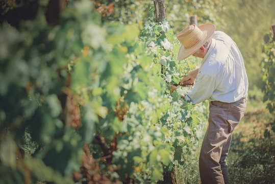 Senior old man harvesting grapes and maintaining his vineyard