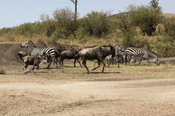 Fototapeta na wymiar gnus in Masai Mara