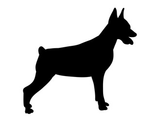 silhouette dog