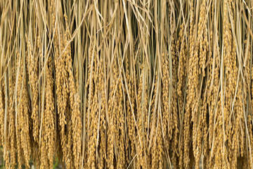刈り取られた稲の乾燥中