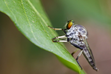 Image of an robber fly(Asilidae) on green leaves on the natural background. Insect Animal