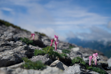 コマクサ（高山植物）