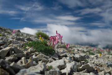 コマクサ（高山植物）