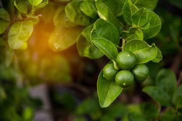 Closeup of lime fruit hanging on tree at lime plantation in Thailand. Lime is hybrid citrus fruit. Food and health concept.