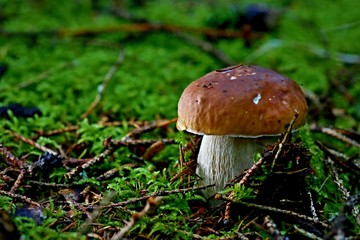 Bolete - close-up single mushroom in green moss