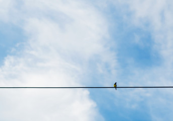 Little bird on the wires.