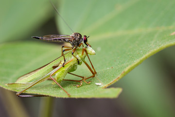 Image of an robber fly(Asilidae) eating grasshopper on green leaves. Reptile Animal