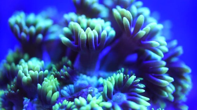 blooming gonio corals under the sea in blue water