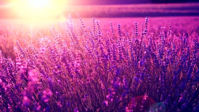 Lavender field in Provence, France. Blooming violet fragrant lavender flowers. 4K UHD video 3840x2160