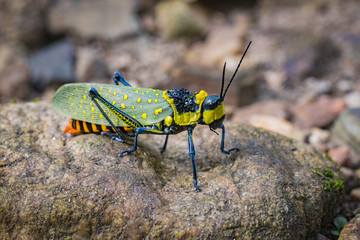 Image of spotted grasshopper (Aularches miliaris) on the rocks. Insect Animal