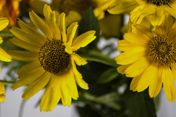 chrysanthemums on a white background