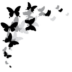 Fototapeta premium black butterfly, isolated on a white