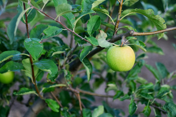 apple tree