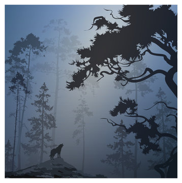 vector illustration with a silhouette of a night forest and a howling wolf, blue tones