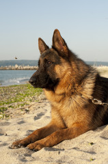 A German shepherd on beach bee in the air