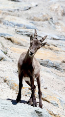 Young ibex climbing on the rock of the Alps