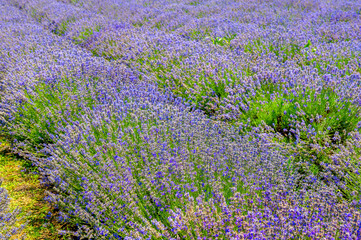 a large field of flowering lavender, a farm for growing herbs