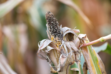 Corn rot disease