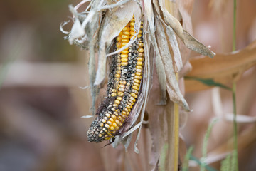 Corn rot disease